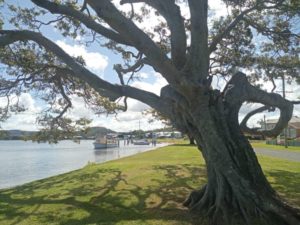 seniors train travel melbourne to sydney